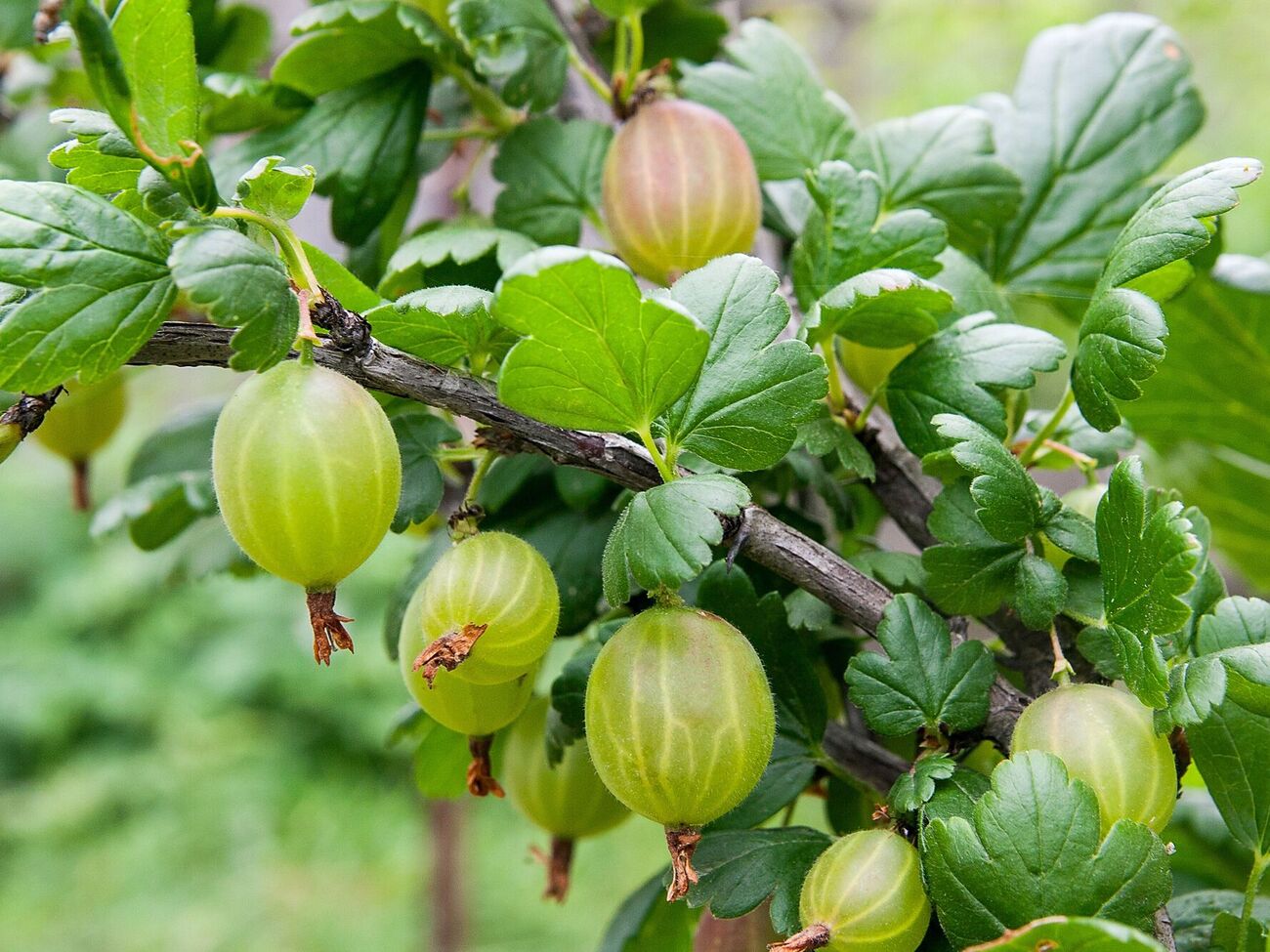 Крыжовник требует достаточного полива