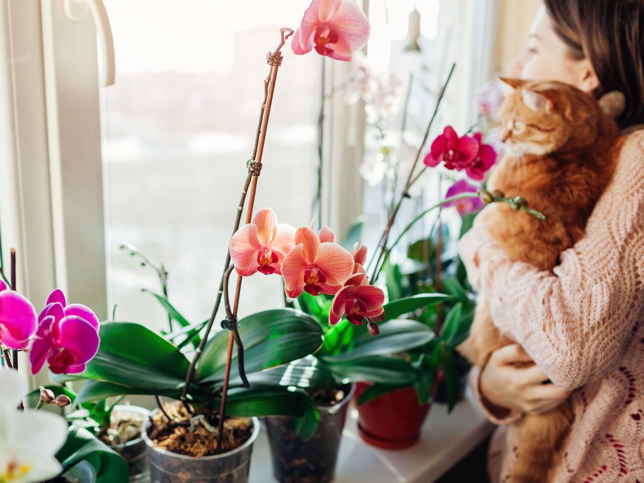 Чесночно-медовая подкормка содержит много полезных органических веществ, благодаря которым орхидея сможет активно цвести