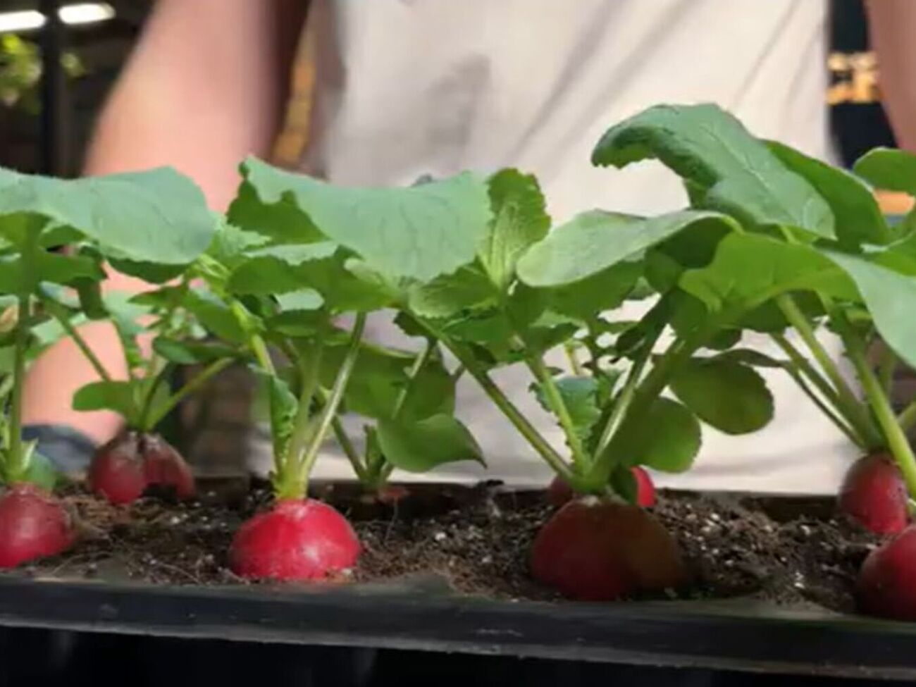 Для выращивания редиса на подоконнике необходимо взять ранние сорта, которые могут сформировать урожай уже за четыре недели