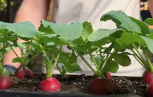 Для выращивания редиса на подоконнике необходимо взять ранние сорта, которые могут сформировать урожай уже за четыре недели