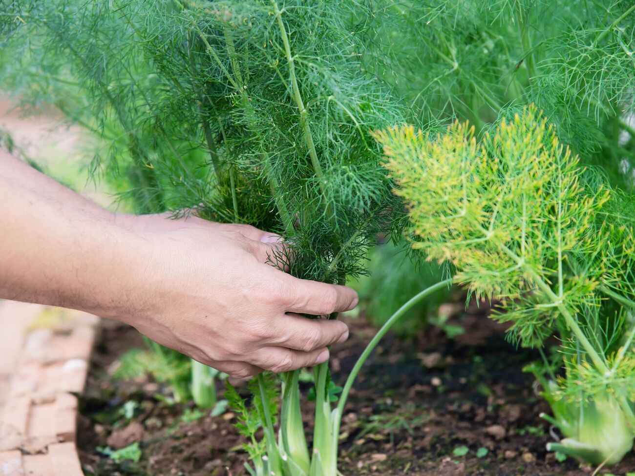 Есть хитрости, которые помогают ускорить проращивание укропа