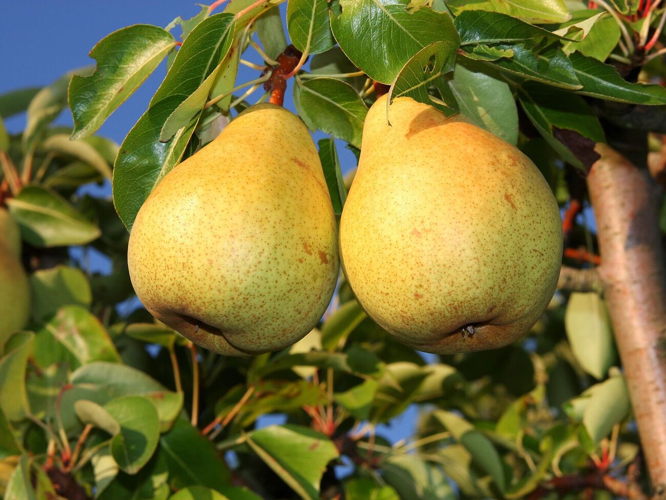 У лучших сортов груш крупные плоды и насыщенный вкус