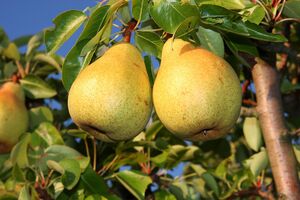 У лучших сортов груш крупные плоды и насыщенный вкус