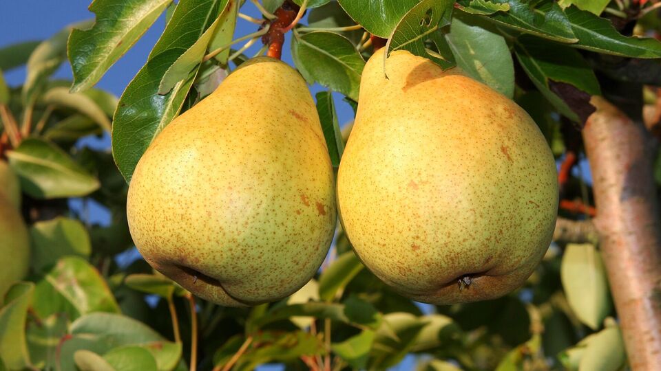 У лучших сортов груш крупные плоды и насыщенный вкус