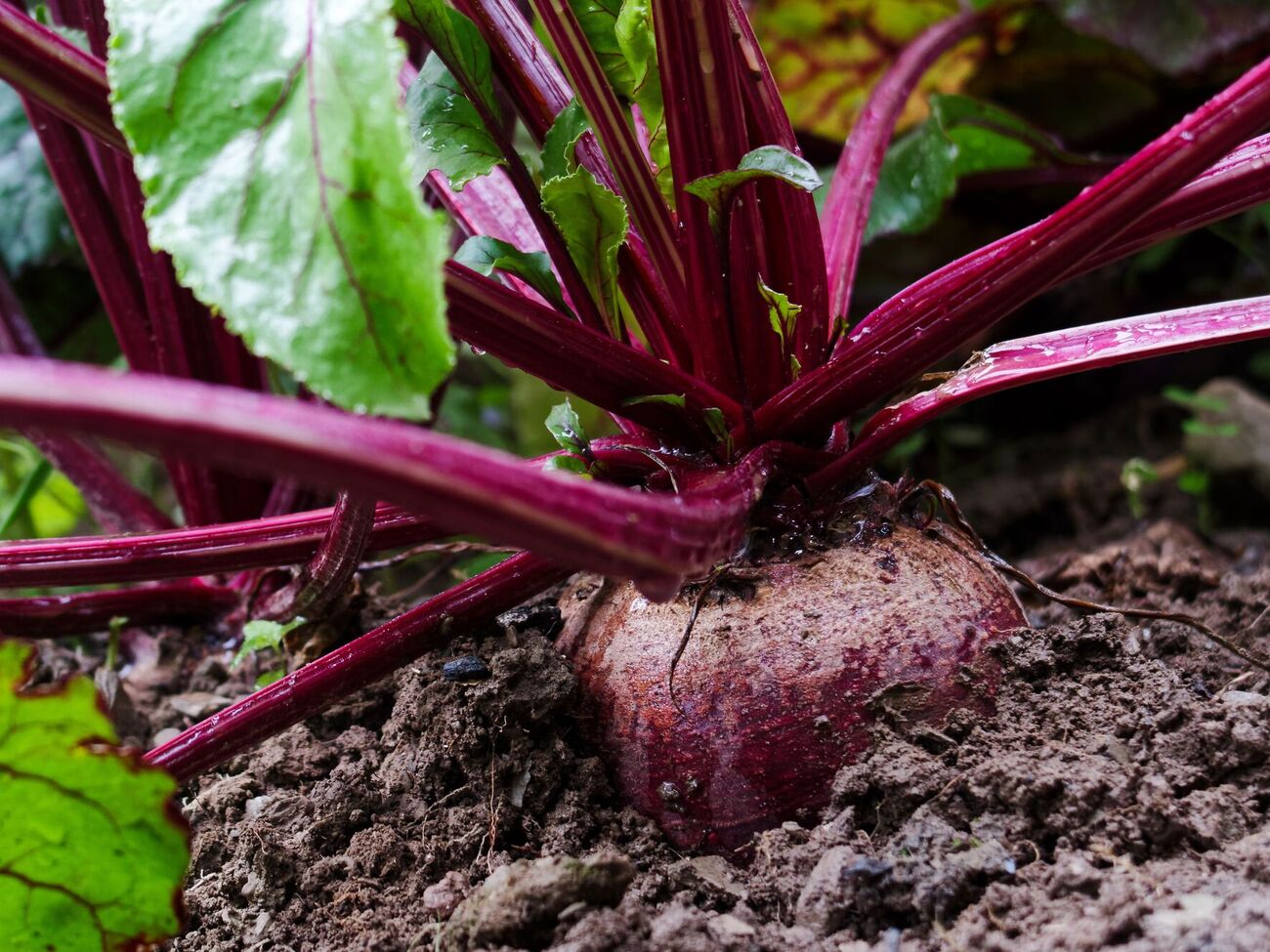 За словами городників, цукристість буряків можна підвищити завдяки підживленню солоною водою