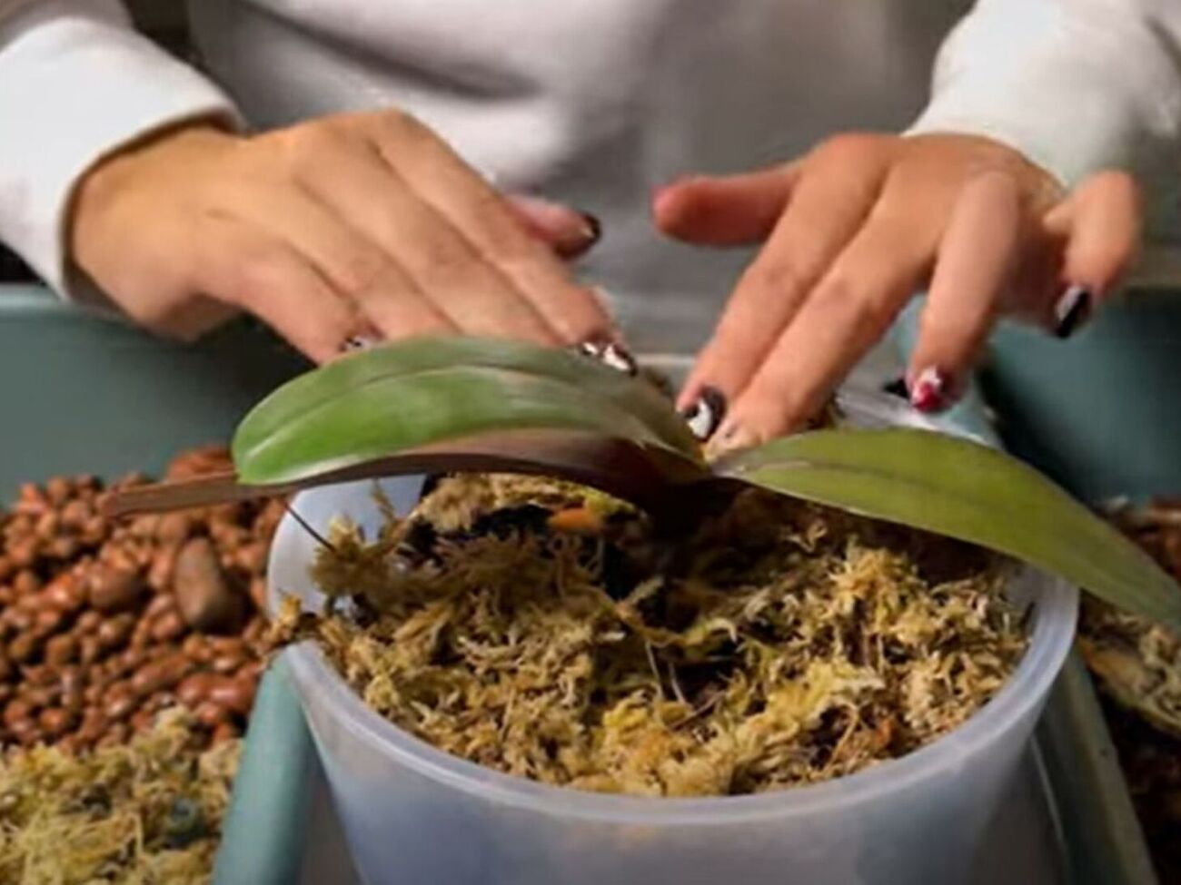 Орхидею нужно пересаживать до того, как она начнет цвести