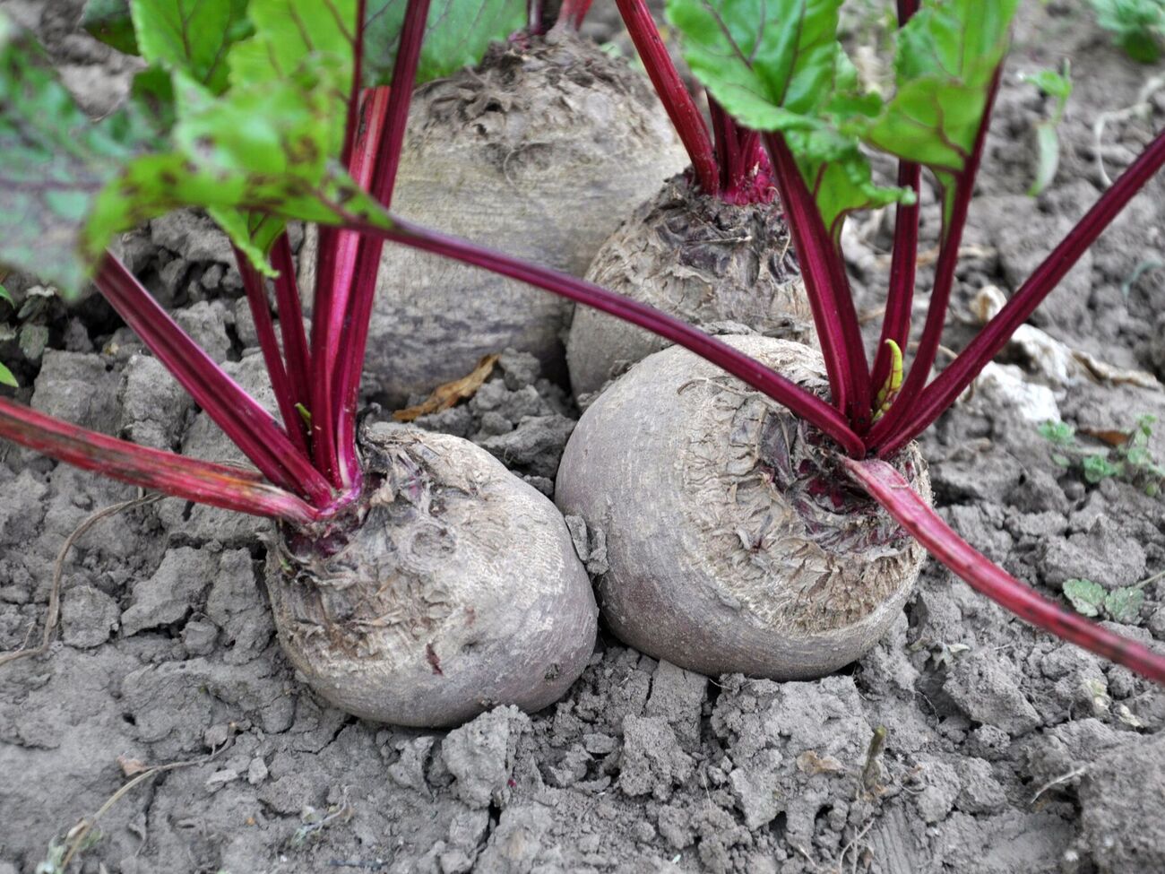 Буряк найкраще висаджувати на добре освітлених ділянках із пухкою землею