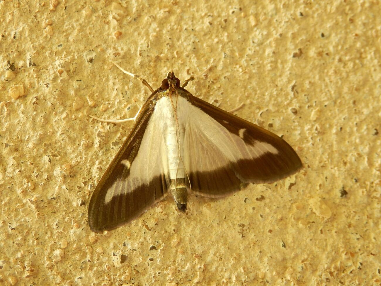 Самшитовая огневка уничтожает даже кору деревьев