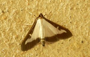 Самшитовая огневка уничтожает даже кору деревьев