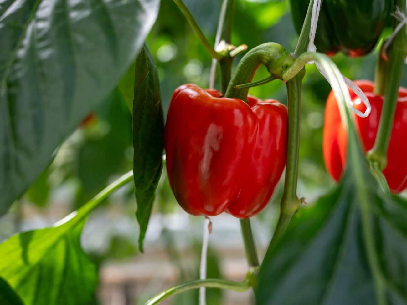В междурядьях на участке с перцем можно смело высаживать салат, зеленый лук, морковь
