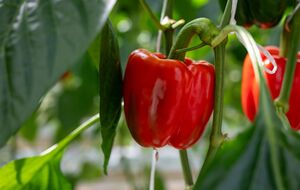 В междурядьях на участке с перцем можно смело высаживать салат, зеленый лук, морковь