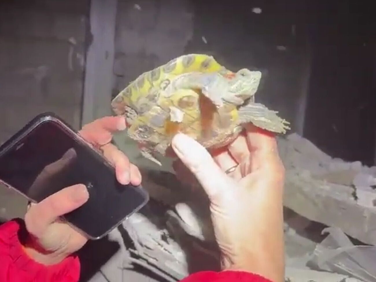 Черепаха Байрактар жил в одном из кабинетов детсада, поврежденного российским обстрелом