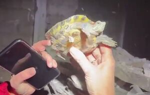 Черепаха Байрактар жил в одном из кабинетов детсада, поврежденного российским обстрелом