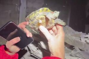 Черепаха Байрактар жив в одному з кабінетів дитсадка, який пошкодив російський обстріл