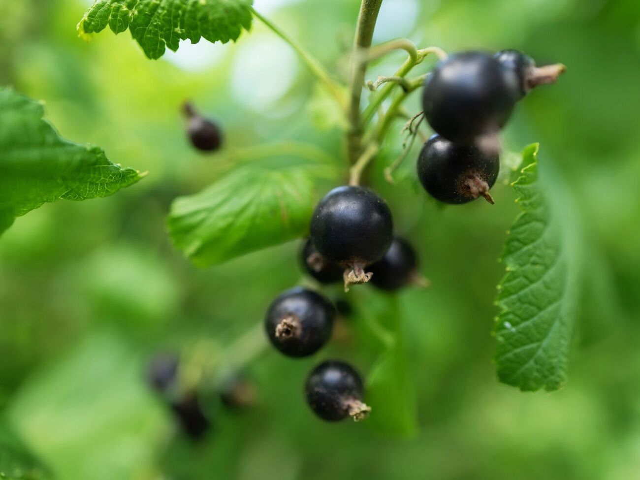 Ягід буде мало, якщо переборщити з добривами