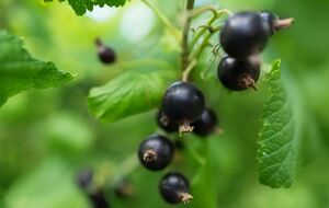 Ягід буде мало, якщо переборщити з добривами