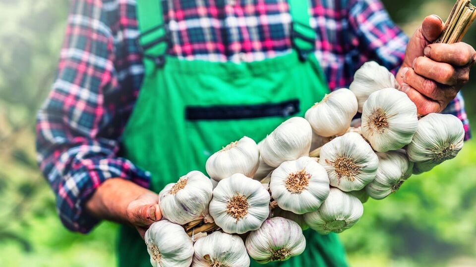 Какие удобрения любит чеснок. Шпаргалка на сезон