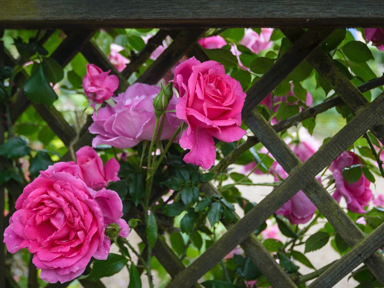 Многие растения подходят под декорирование ограды