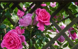 Многие растения подходят под декорирование ограды