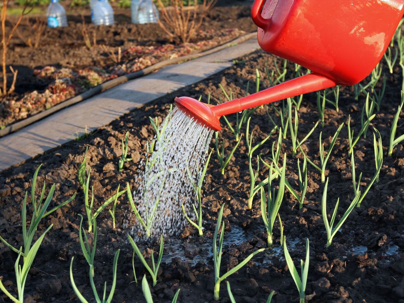 Вносите подкормку после полива участка с чесноком водой