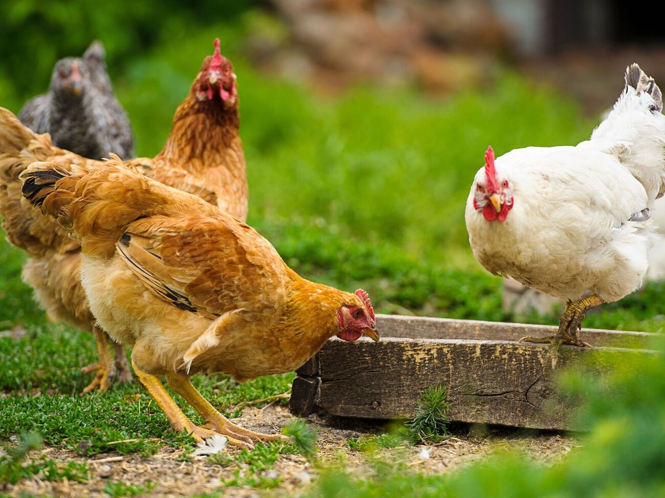 Здоровая курица несет в среднем одно яйцо в день