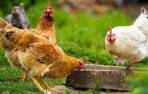 Здоровая курица несет в среднем одно яйцо в день