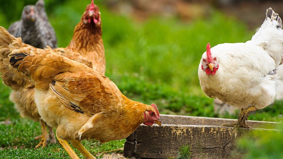 Здоровая курица несет в среднем одно яйцо в день