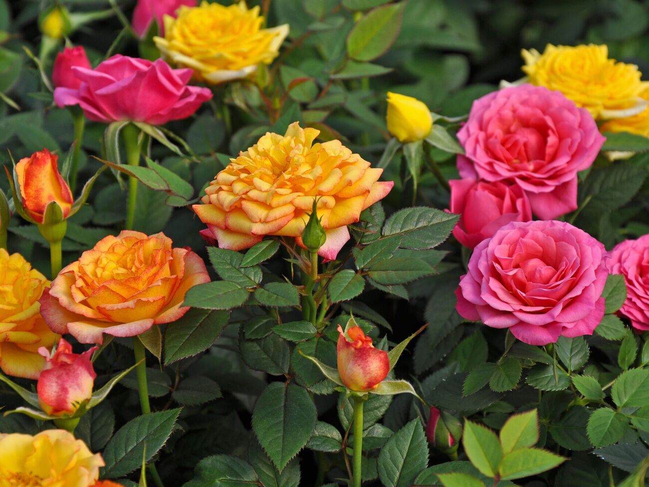 Розоводы поделились схемой подкормки растений на сезон