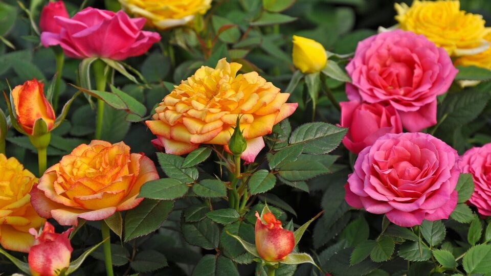 Трояндарі поділилися схемою підживлення рослин на сезон