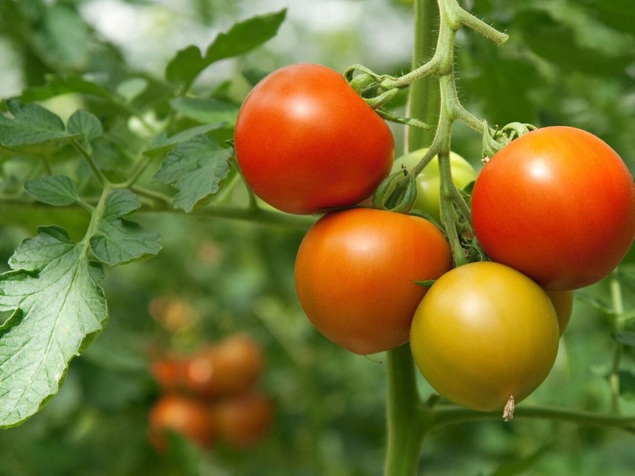 Правильний добір добрив допоможе мати щедрий урожай