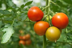 Правильний добір добрив допоможе мати щедрий урожай