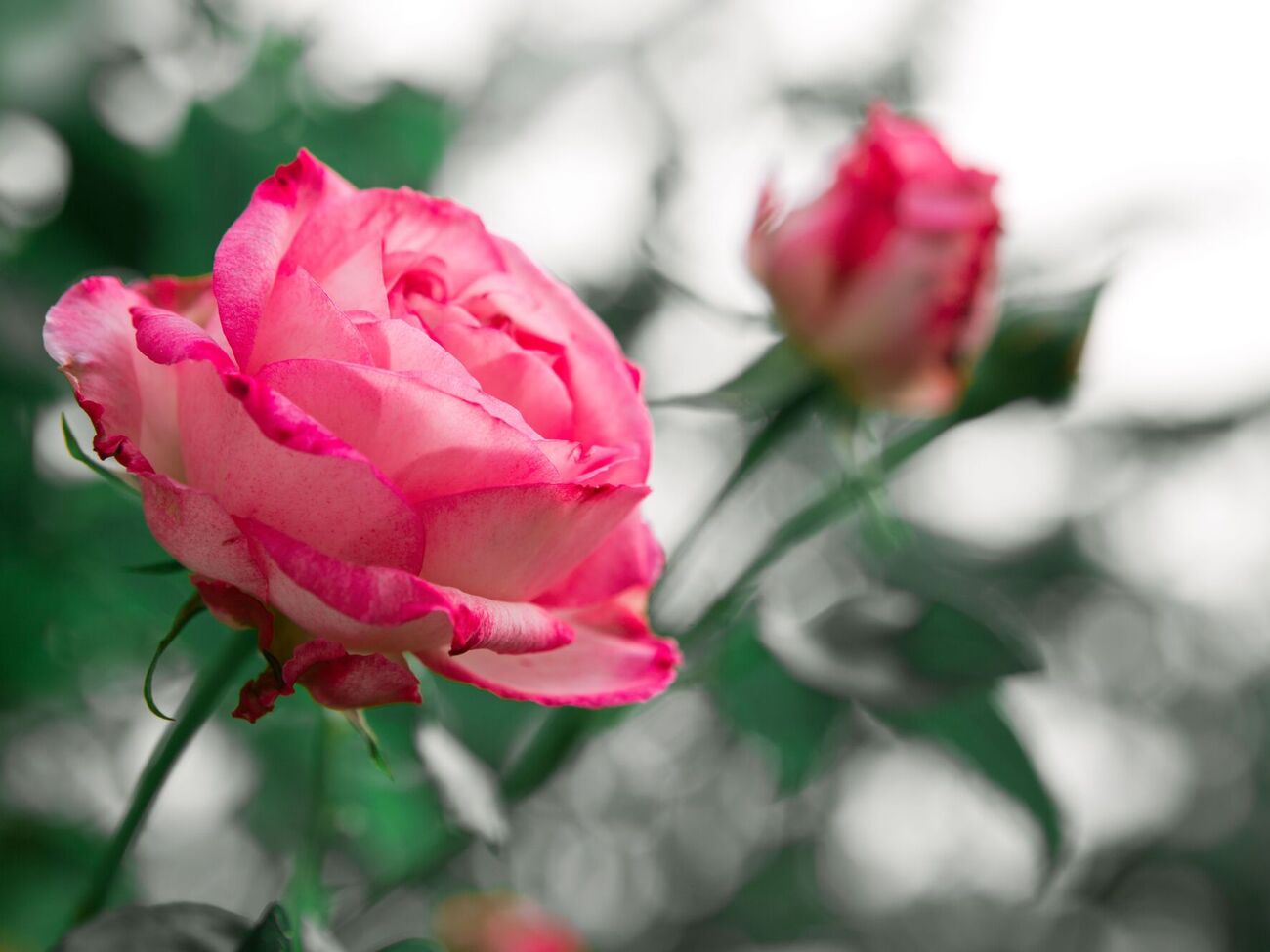 Підживлення починають, коли з'являється молоде листя