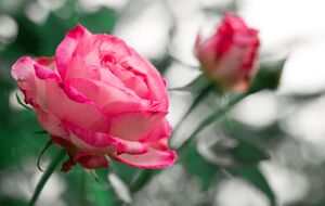 Подкормки начинают, когда появляются молодые листья