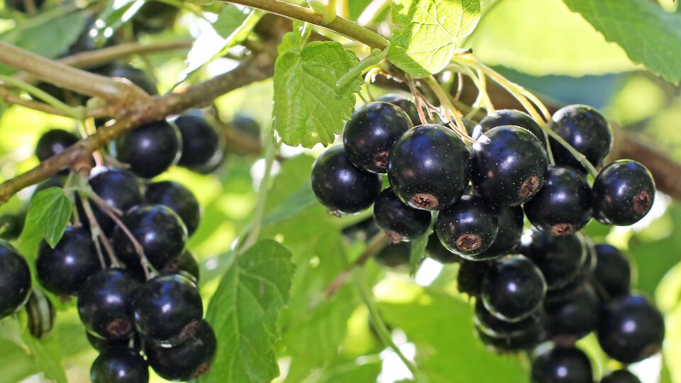 Одну из подкормок вносят после того, как собрали урожай