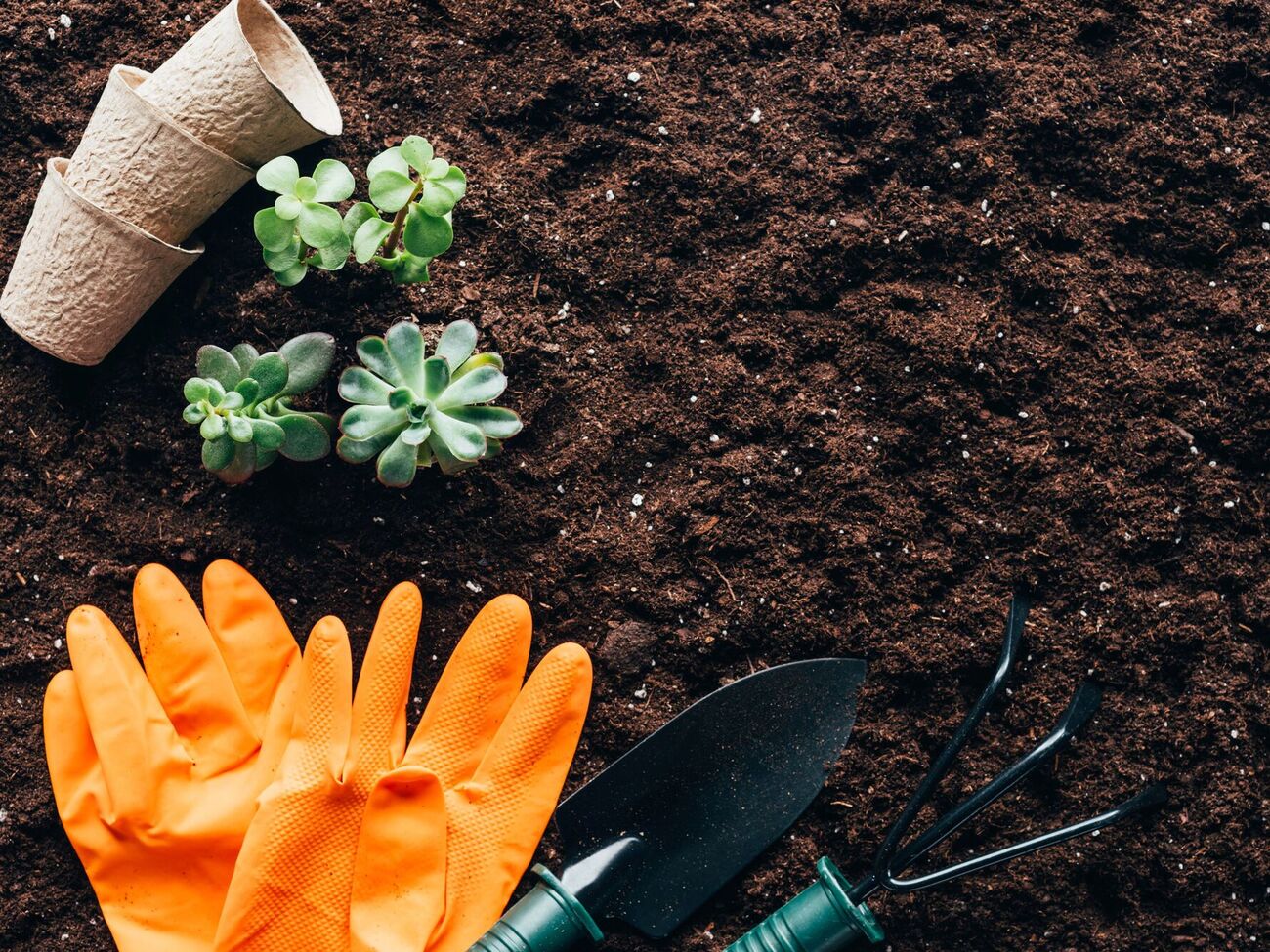 В марте можно уже сеять укроп, петрушку и шпинат, а из цветов – настурцию и календулу