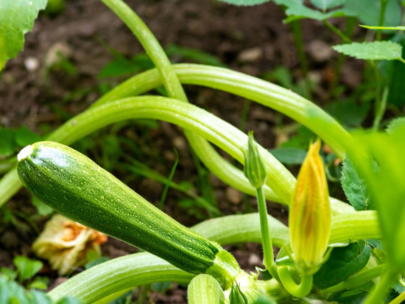 Кабачки хорошо реагируют на подкормку дрожжами