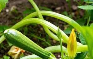 Кабачки хорошо реагируют на подкормку дрожжами