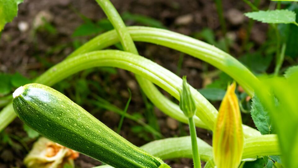 Кабачки добре реагують на підживлення дріжджами