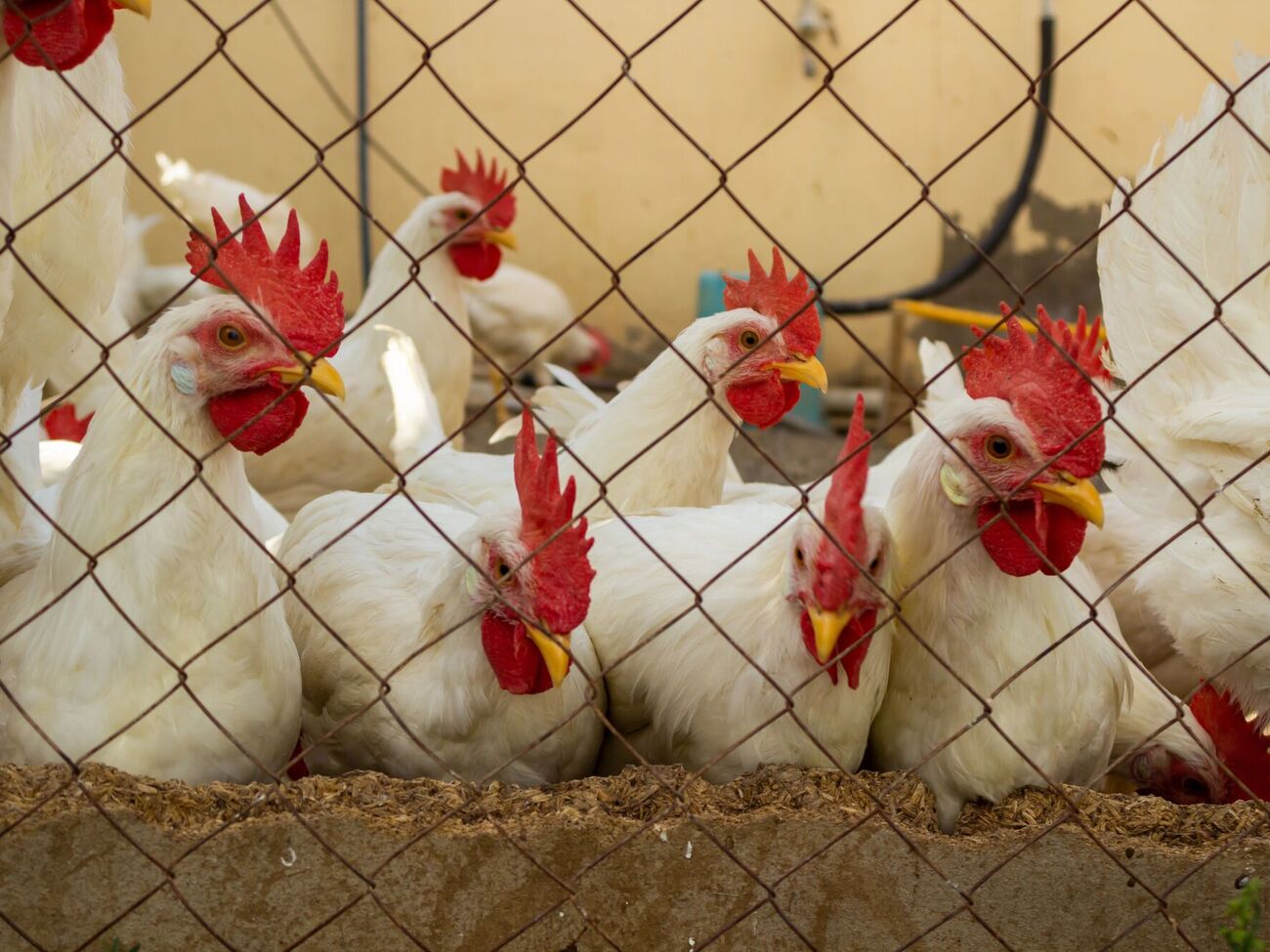 Поживний комбікорм легко приготувати самостійно