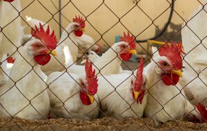 Питательный комбикорм легко приготовить самостоятельно