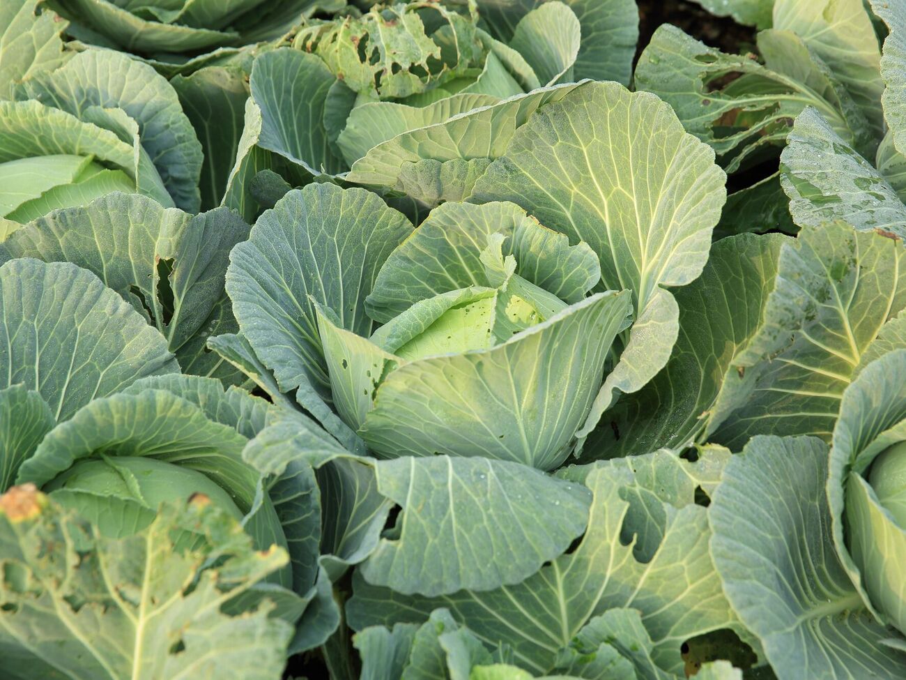 Рядом с капустой лучше всего высаживать свеклу и сельдерей