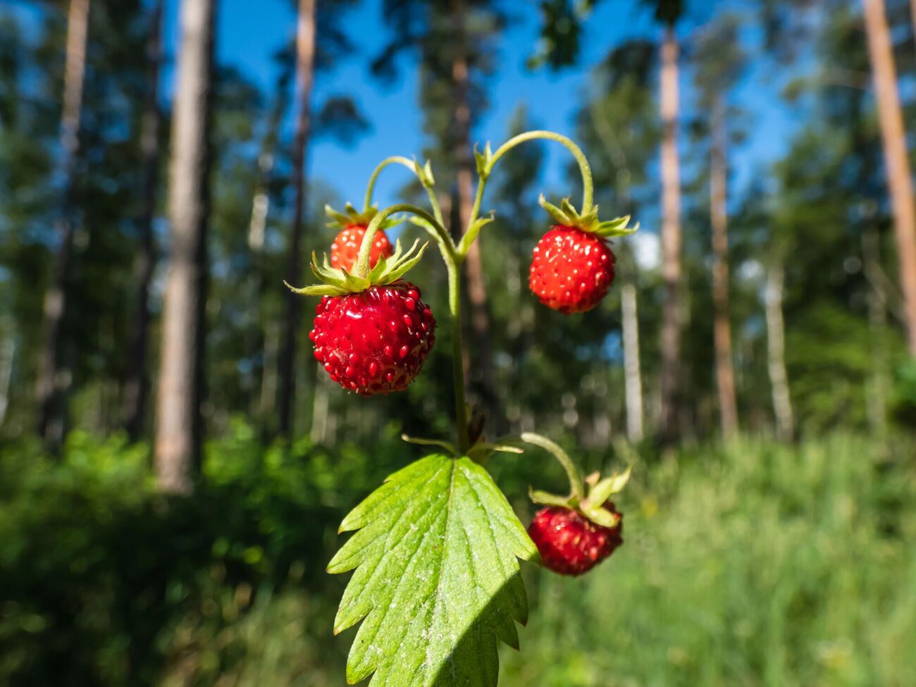 Земляника хорошо растет в тени