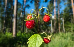 Земляника хорошо растет в тени