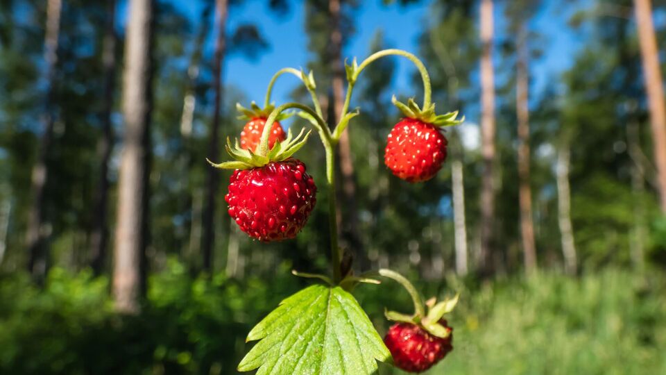 Земляника хорошо растет в тени