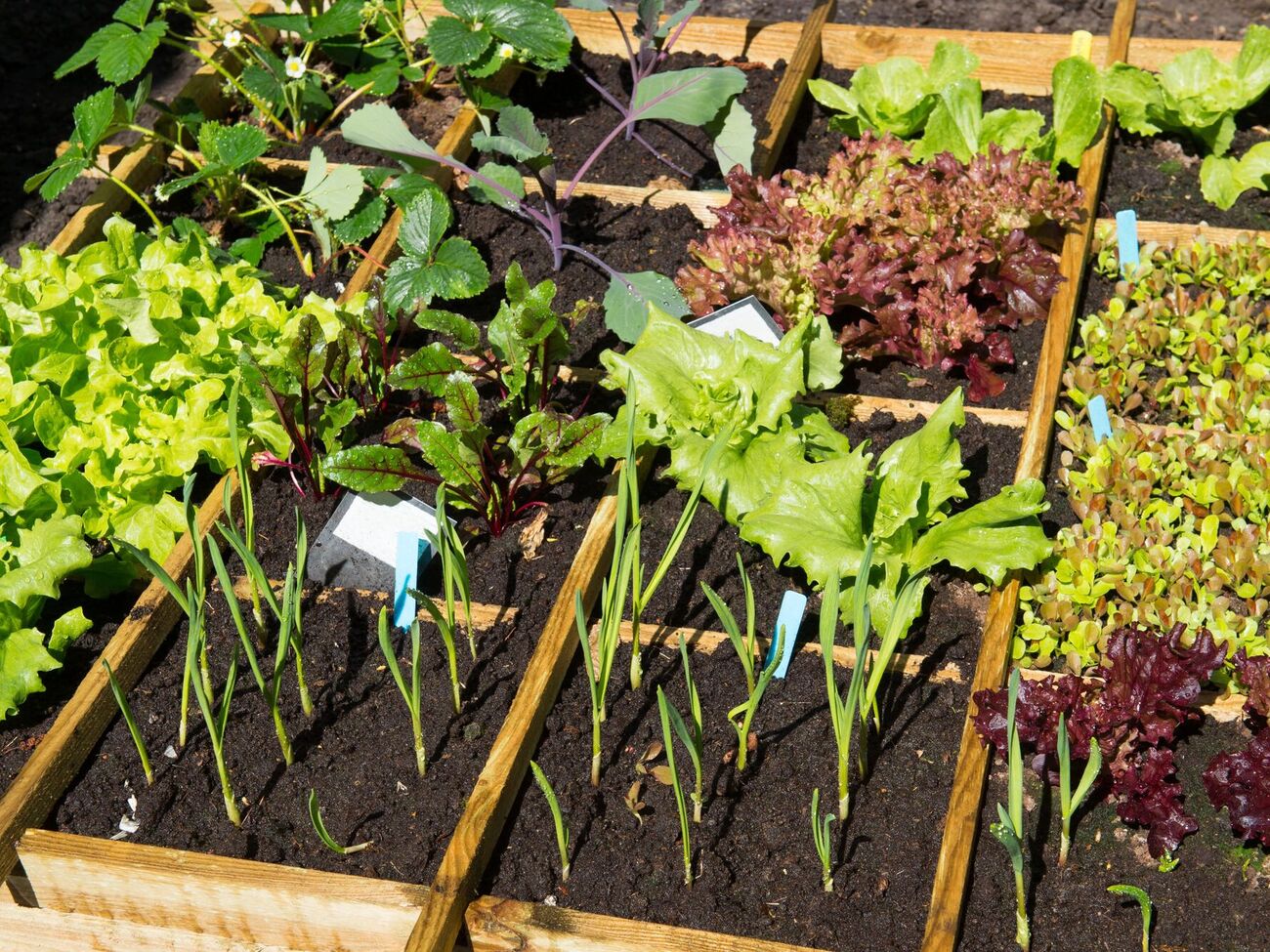 Уплотненные посадки дают больший урожай