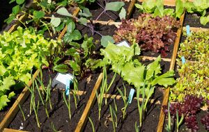 Уплотненные посадки дают больший урожай