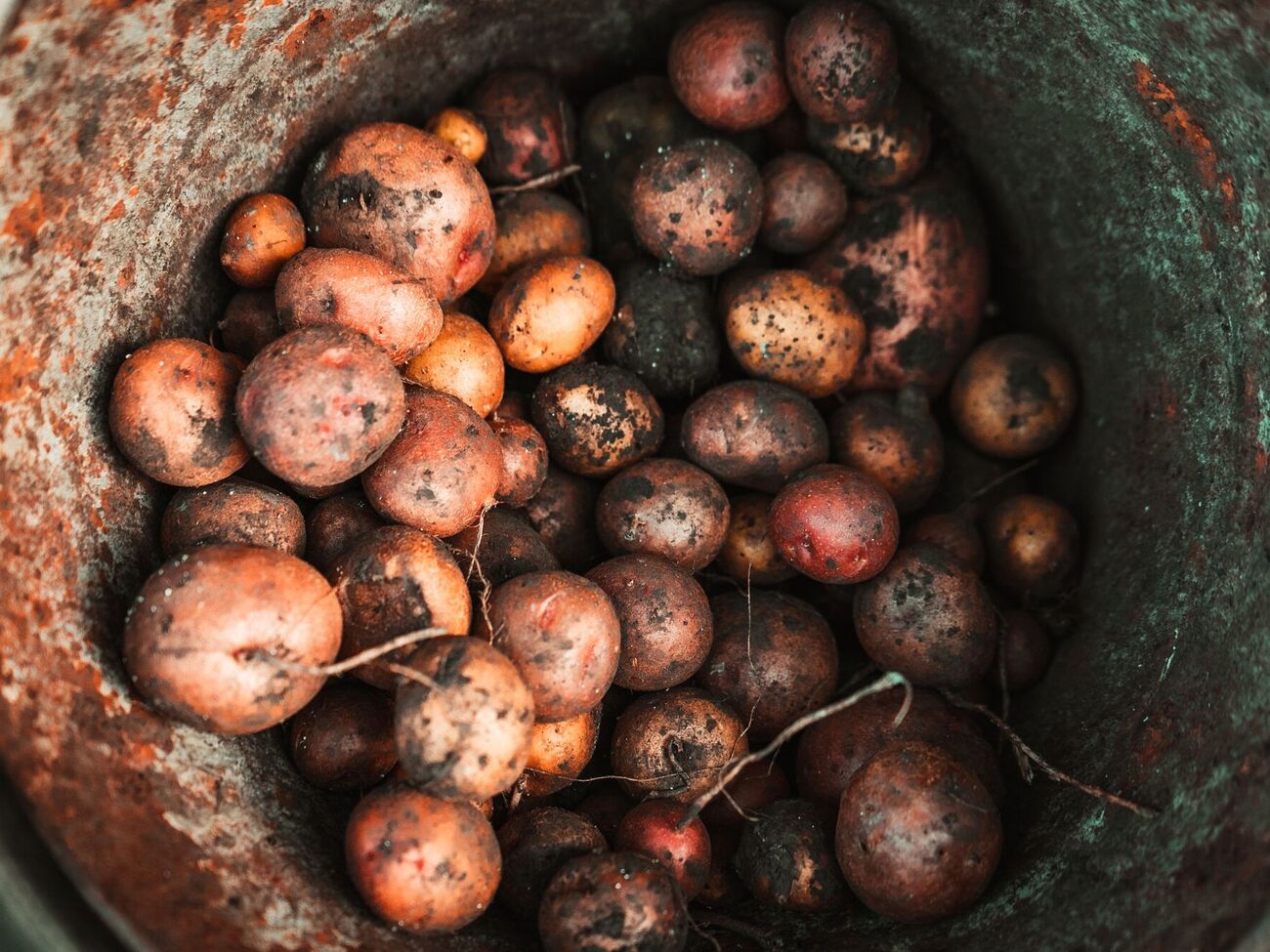 Этот сорт картофеля плохо растет в Украине