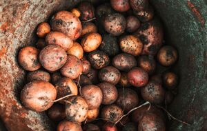 Этот сорт картофеля плохо растет в Украине