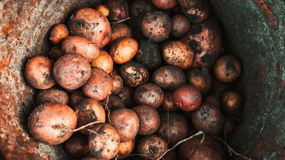 Этот сорт картофеля плохо растет в Украине