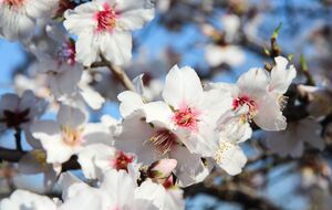 По словам садовода, первую обработку сада нужно проводить после потепления